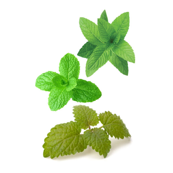 dōTERRA SuperMint™ Oil Mentha Blend 15ml - Image 2